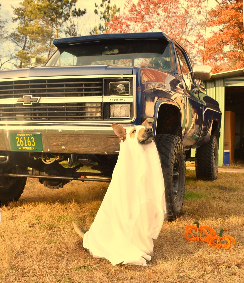 Dog wearing a sheet to look like a ghost sitting in front of a 1984 Square body chevy.