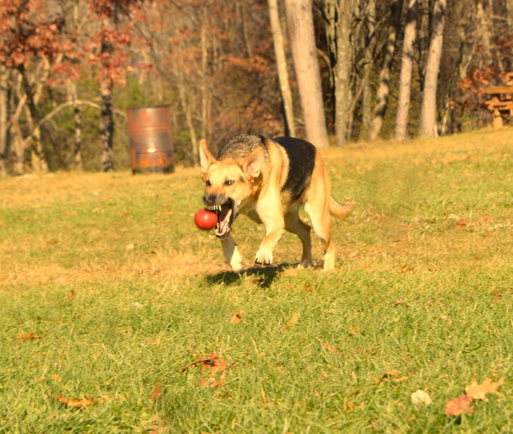 Dog chasing ball with mouth open about to grab it.