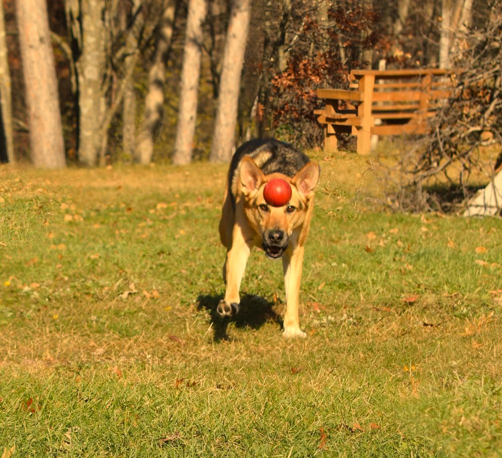 Dog chasing ball.