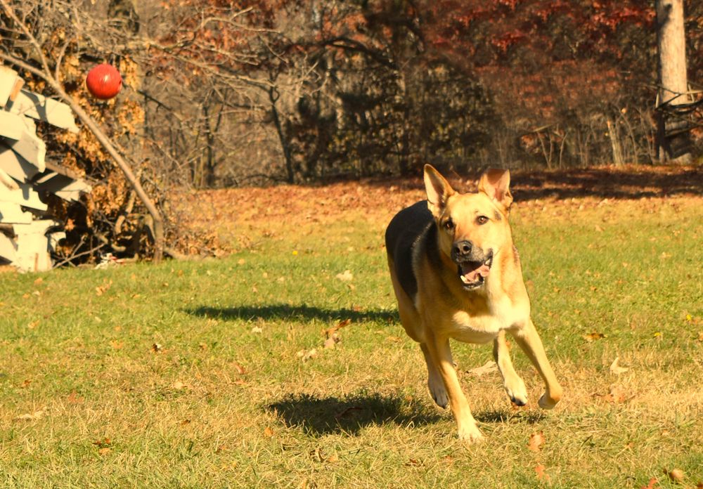 Dog chasing ball.