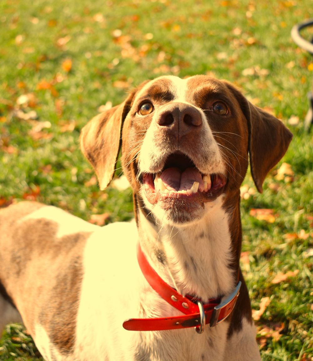 Dog smiling looking up at the camera.