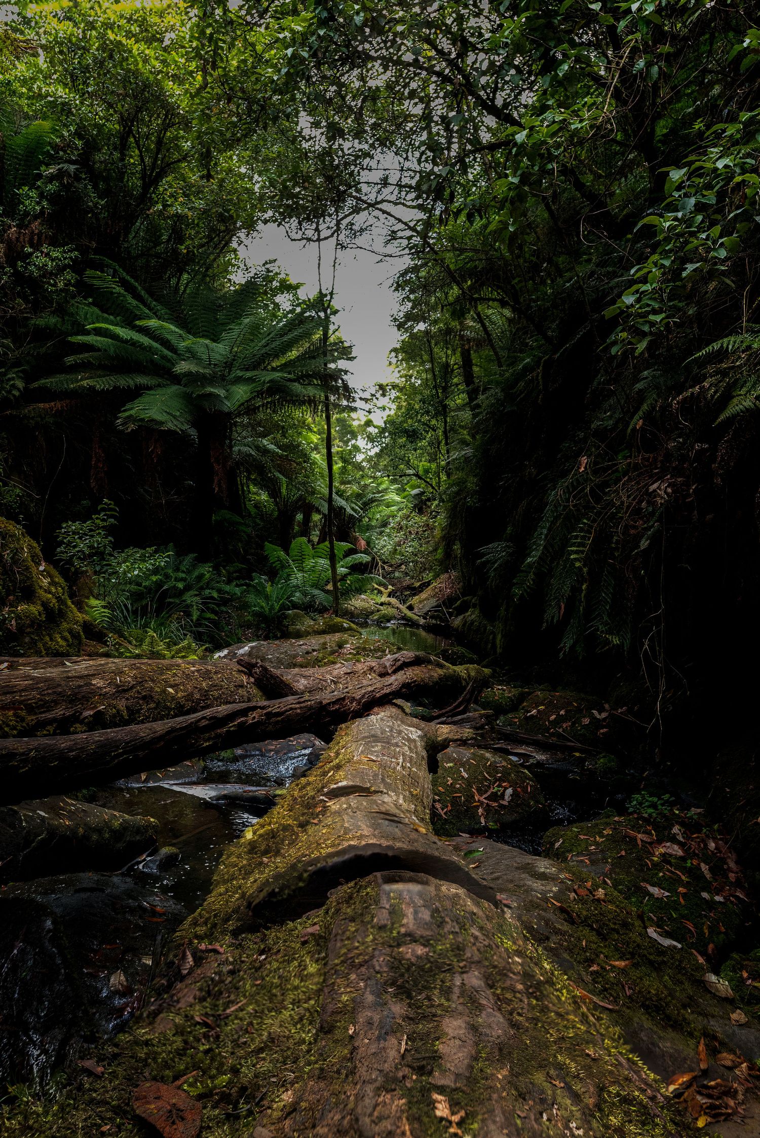 A mossy fallen log crosses a stream in a lush rainforest setting with ferns and dense vegetation.