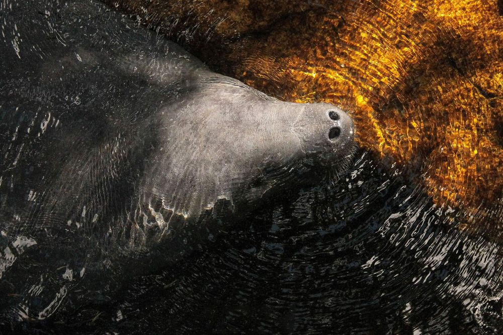 Zeekoe komt rustig omhoog voor adem, met zonnestralen die door de bladeren schijnen en het water een betoverende gloed geven.