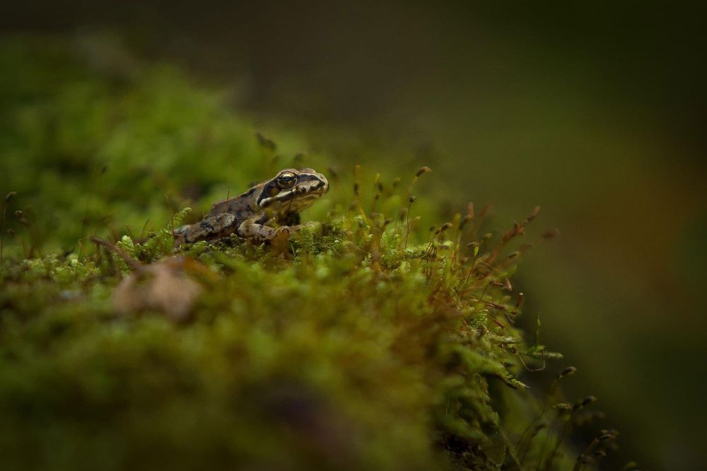 Close-up van een kikker, met gedetailleerde focus op zijn ogen, huidtextuur en kleine eigenschappen die de natuurlijke schoonheid benadrukt