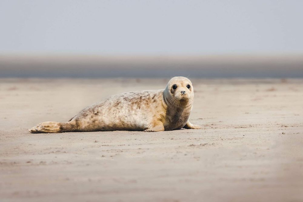 Zeehond liggend op het strand, ontspannen in de zon en omgeven door zand.