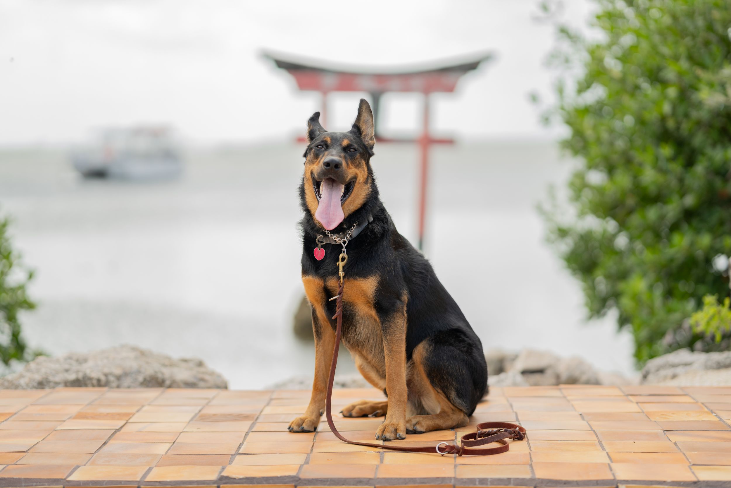 Black and tan German Shepherd dog sitting on brick pavement with a Japanese torii gate and water in background.