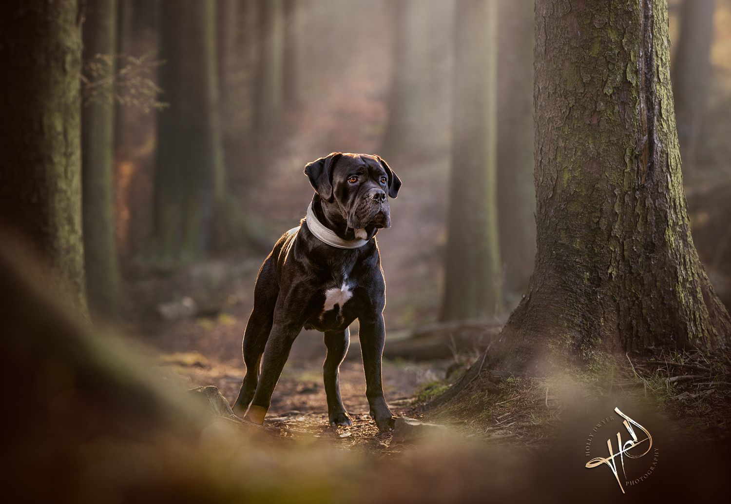 Macclesfield Forest reactive cane corso nervous dog walks