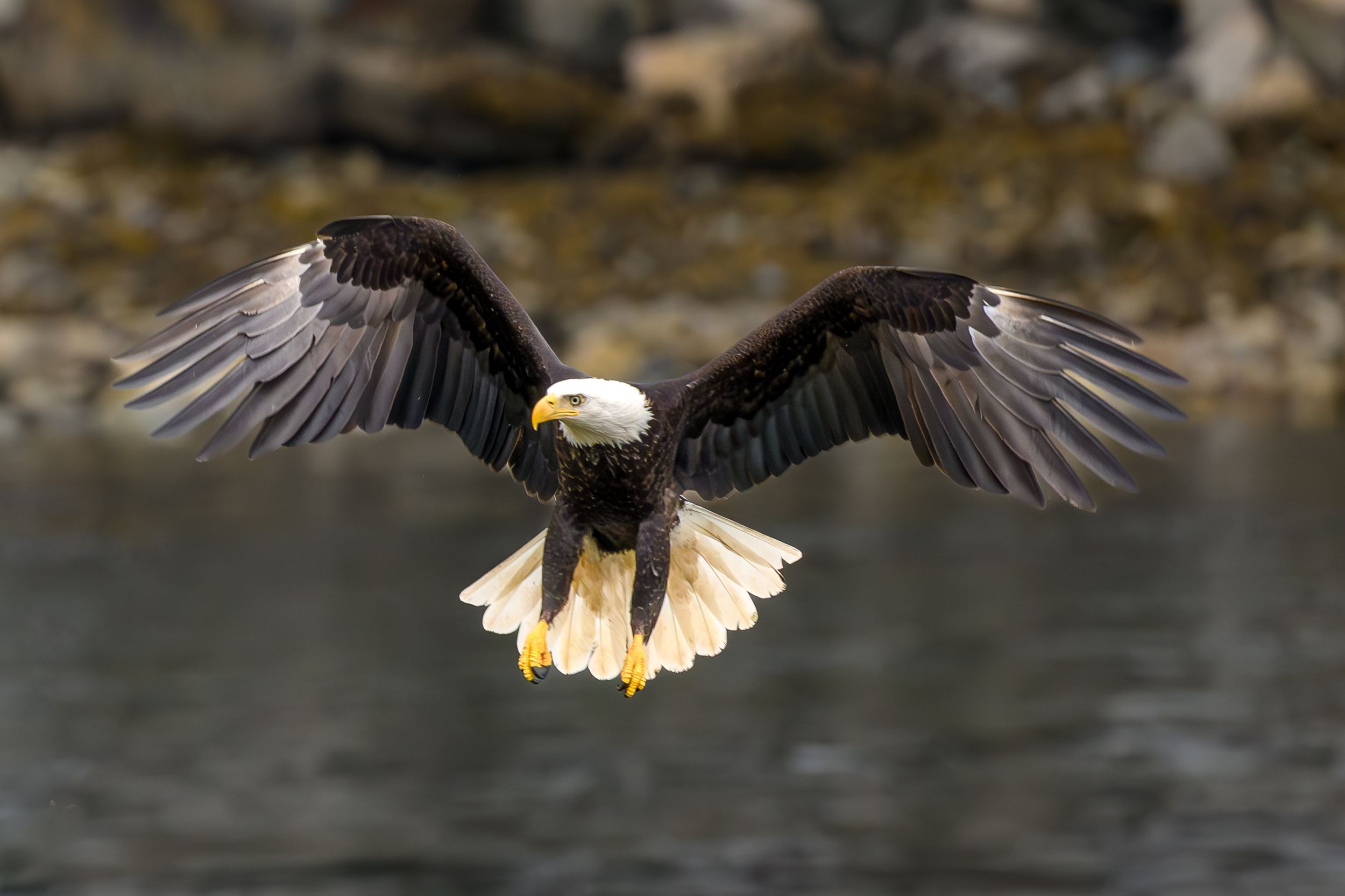 Eagle Landing on Tree