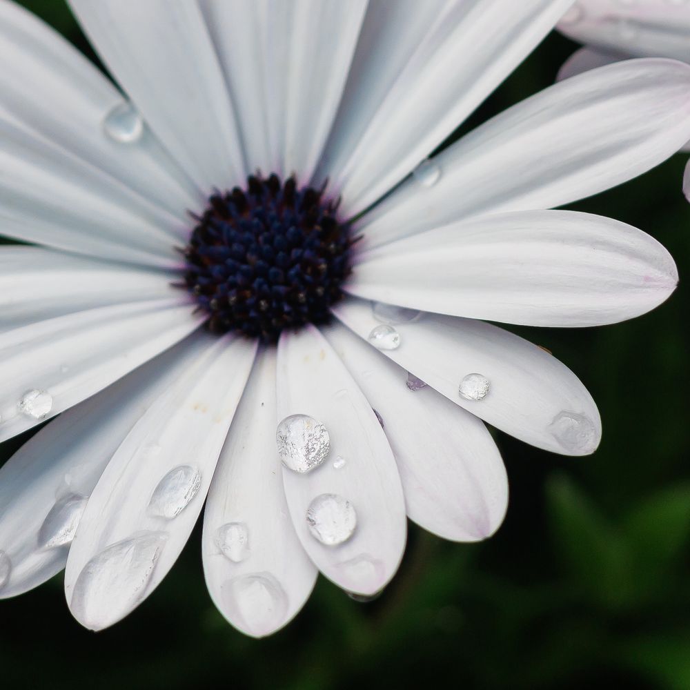 Wahite and purple Daisy flower