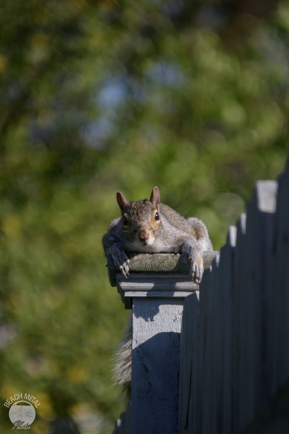 silly squirrel on a fence post