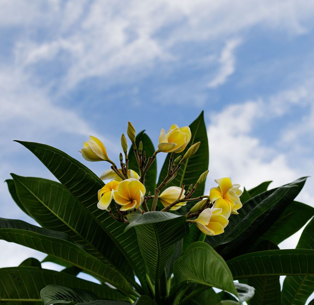 Yellow plumeria flowers