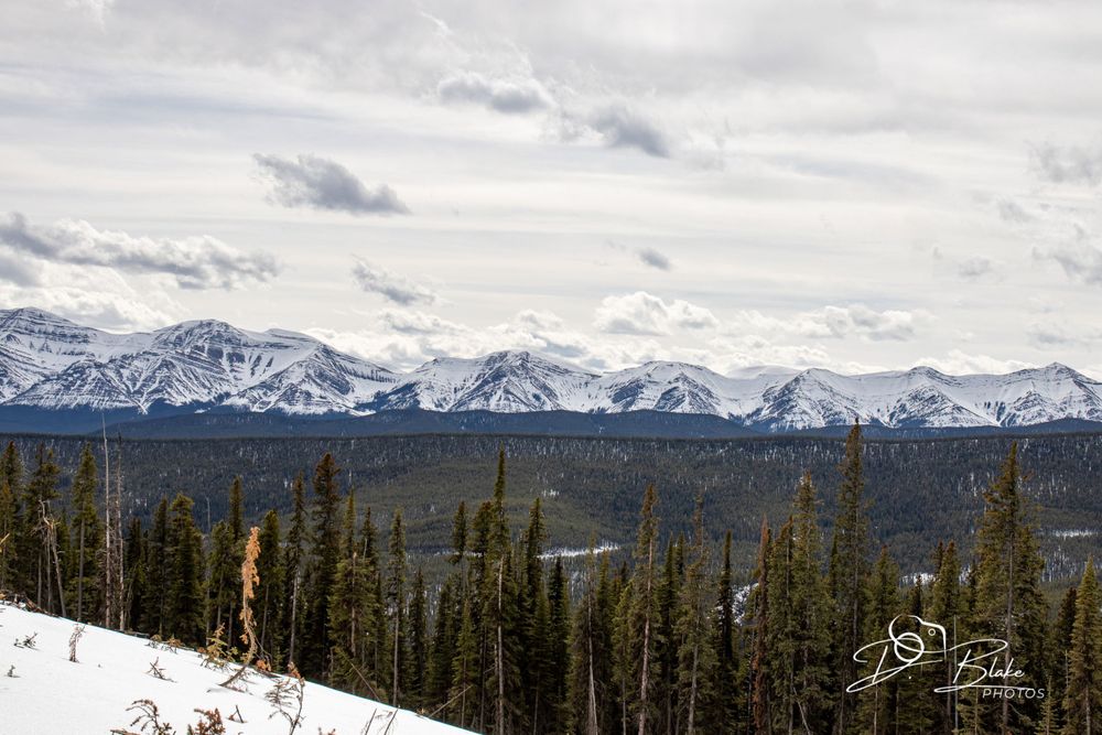 Snow-capped mountain range stretches across the horizon with evergreen forest in the foreground.