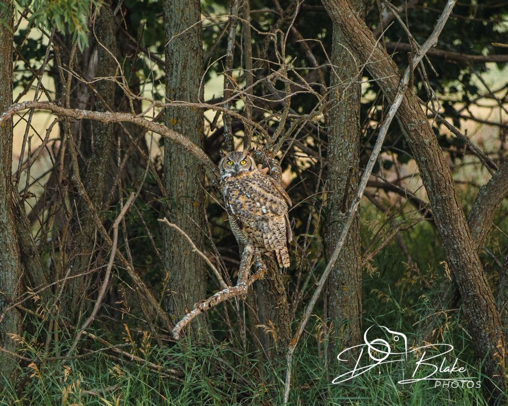 An owl perches on a branch among dense woodland trees.