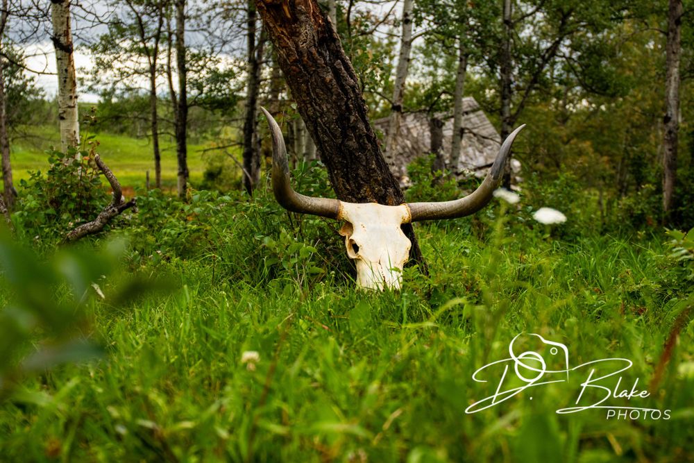 A white animal skull with horns sits among lush green grass and trees.