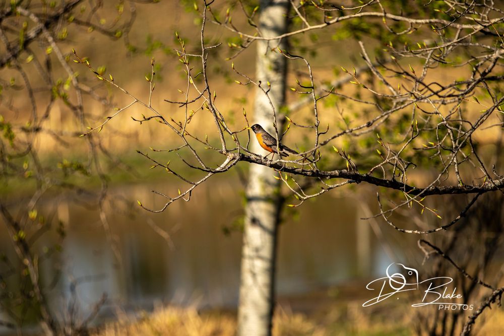 A small bird perches on a birch tree branch with delicate spring buds.