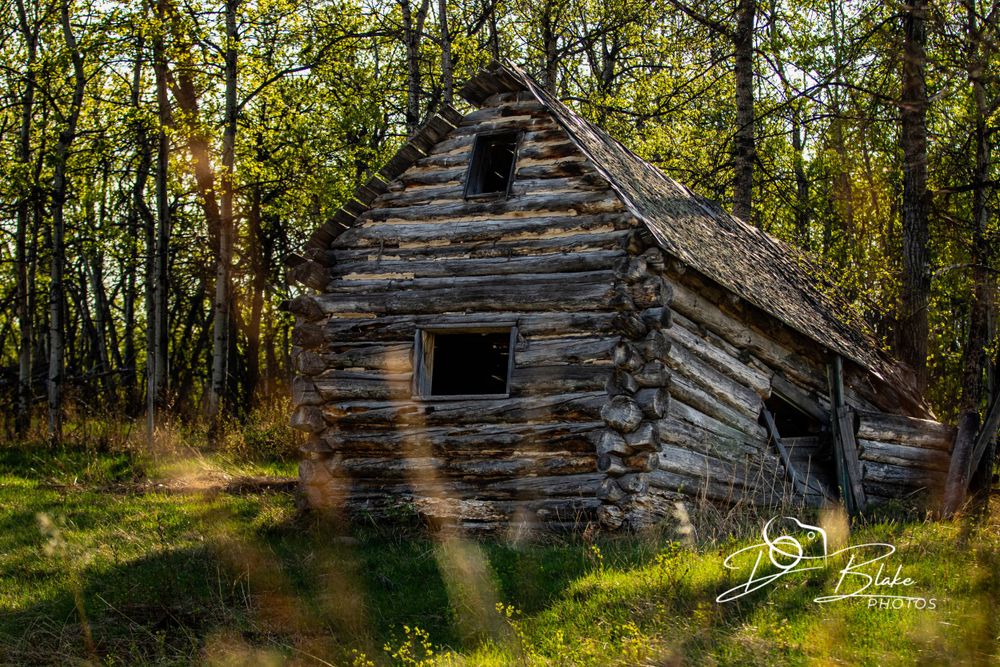 An old abandoned log cabin deteriorates in a sunlit forest clearing.