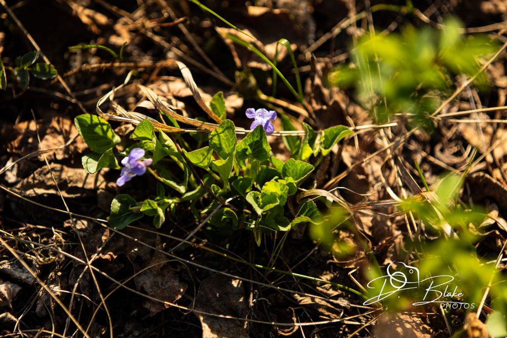 Purple wild violets bloom among dried leaves on the forest floor.