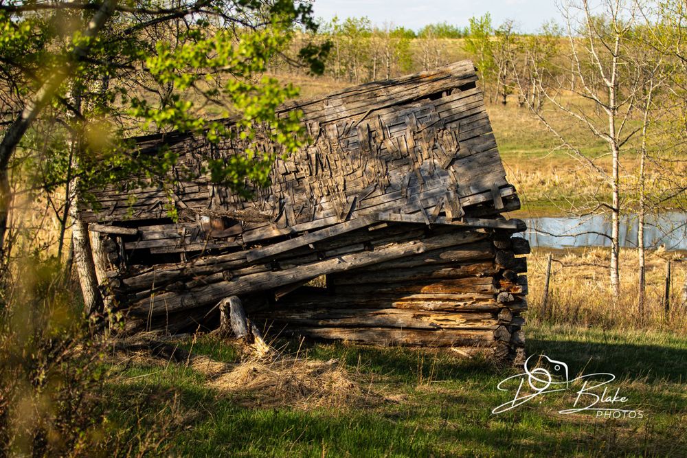 Weathered wooden cabin structure collapsing in a rural setting with trees and water in the background.