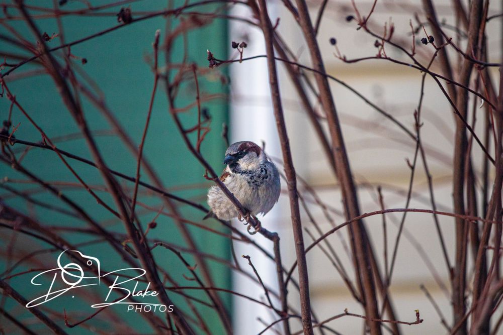 A chickadee perches on a bare branch against a teal background.