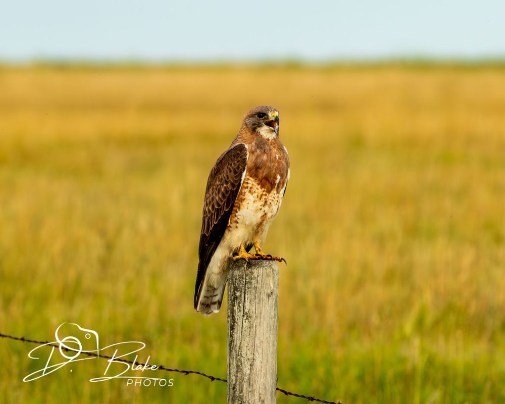 Red-tailed hawk perched on wooden post in golden prairie grassland.