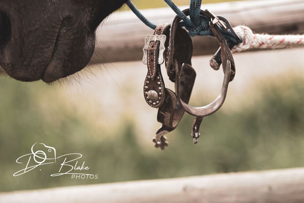 Close-up of horse chin and halter with spurs hanging against blurred background.