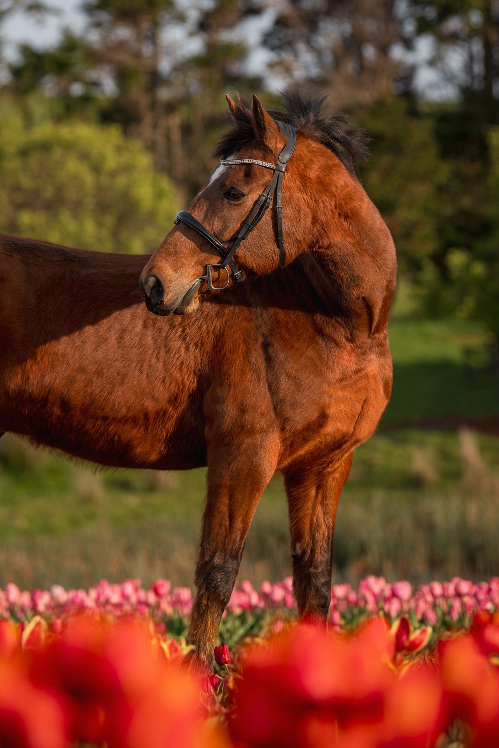 A brown horse stands gracefully behind vibrant red tulips in a garden setting during springtime.