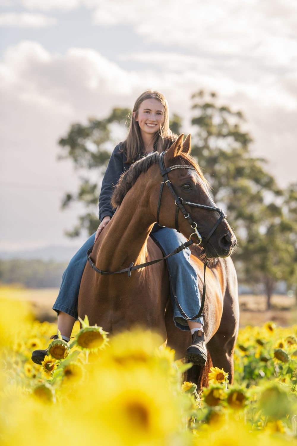A brown horse and rider stand in a blooming sunflower field at sunset.