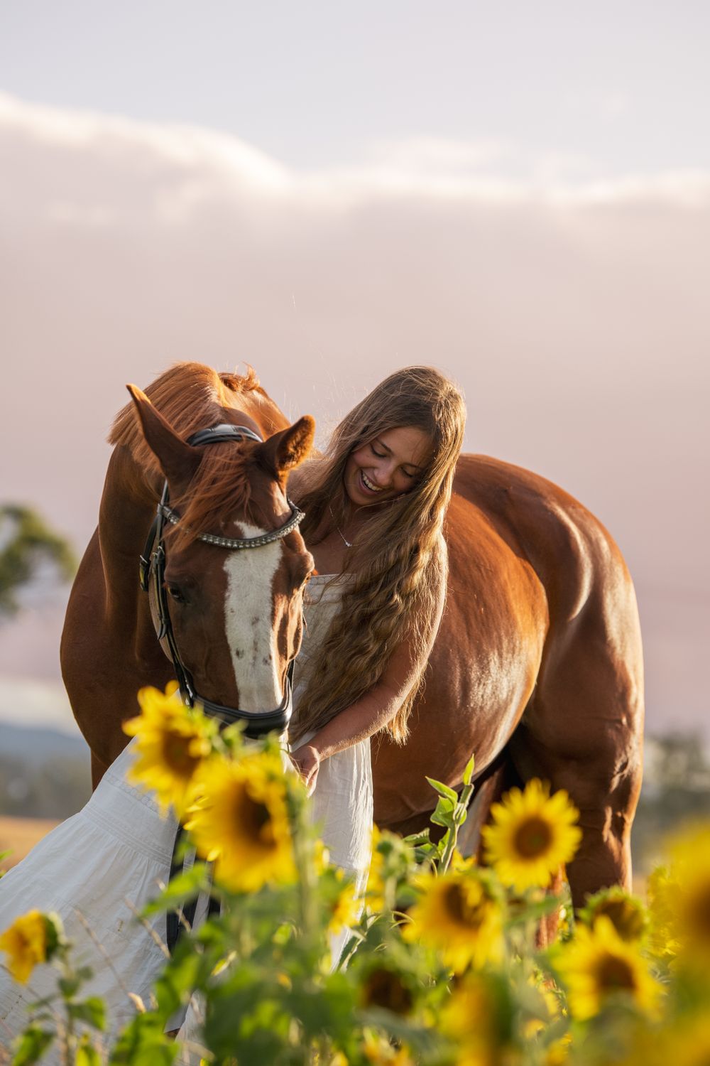 Brown horses stand together in a field of blooming sunflowers during golden hour.