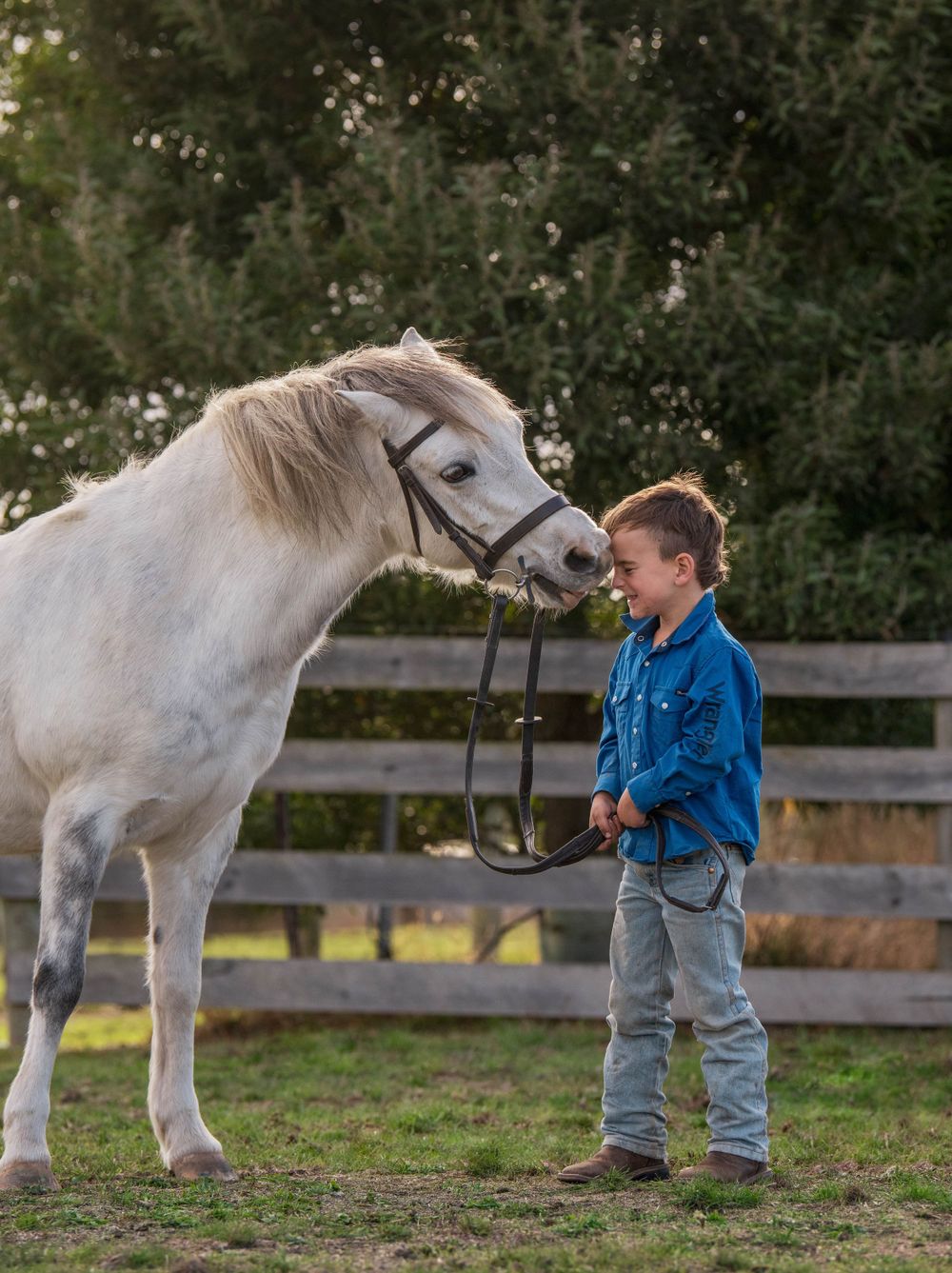 A gentle white pony interacts with a small child in a fenced pasture.