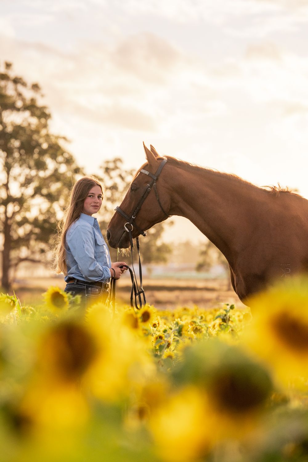Horses and riders enjoy a peaceful moment in a sunflower field during sunset.