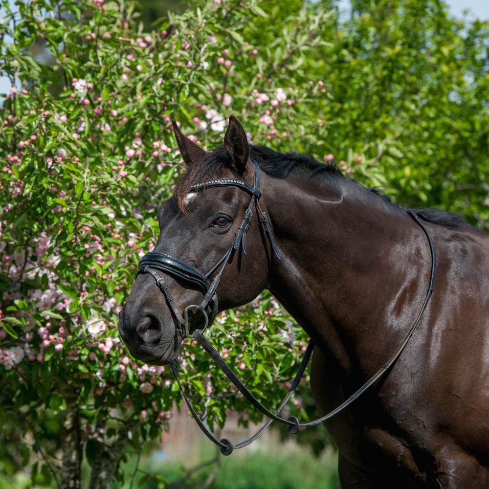 Majestic brown horse portrait against blooming spring flowers and greenery.