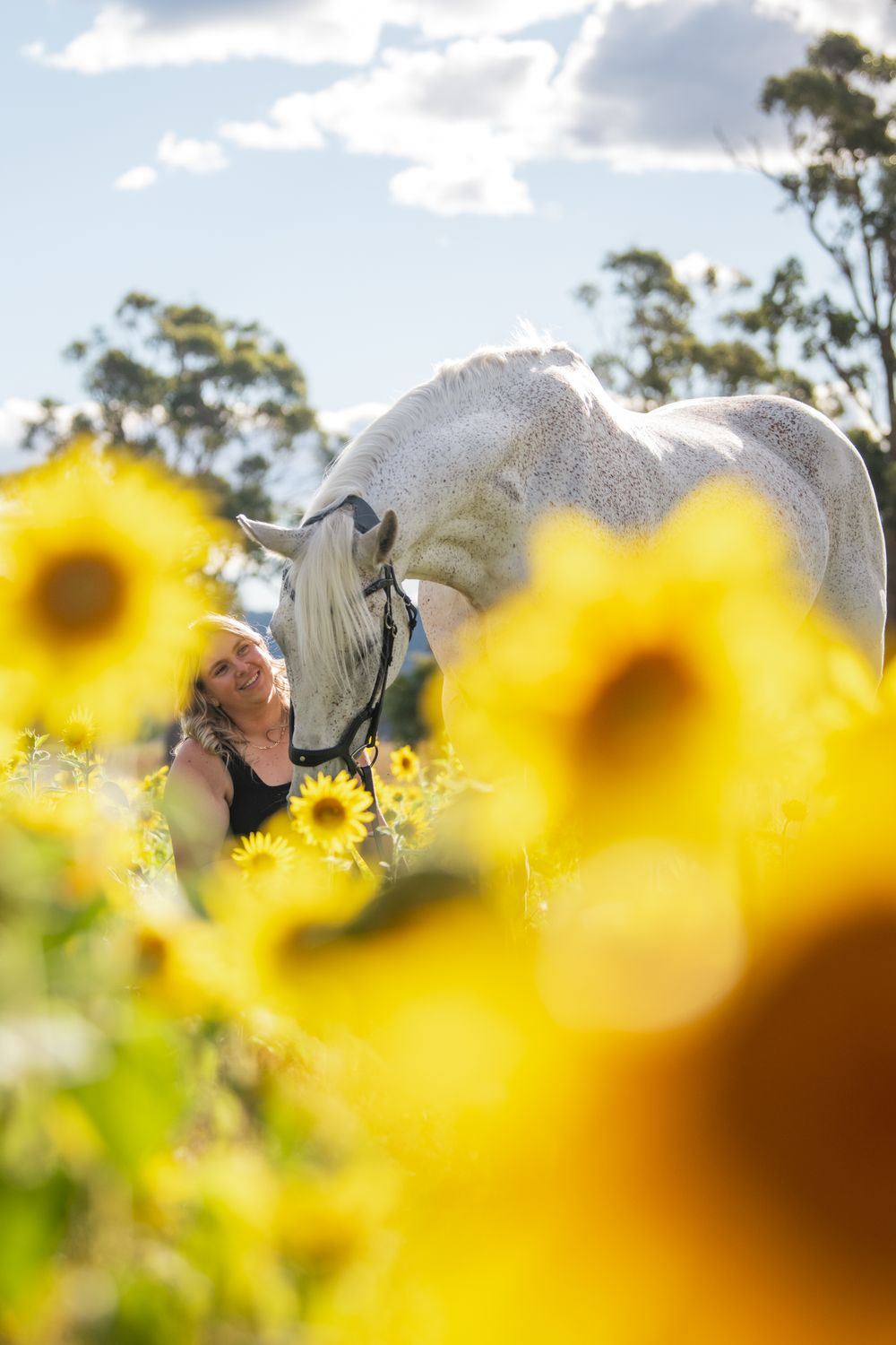 Person nuzzling a white horse in a field of blooming sunflowers.