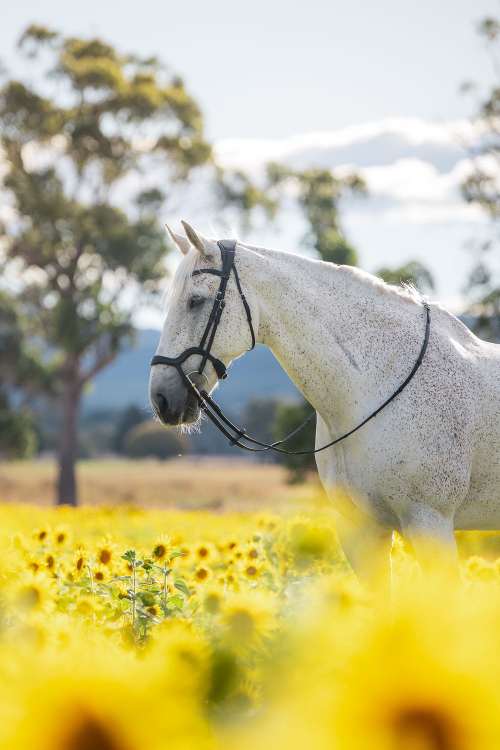 A white horse stands elegantly among vibrant sunflowers with trees in the background.