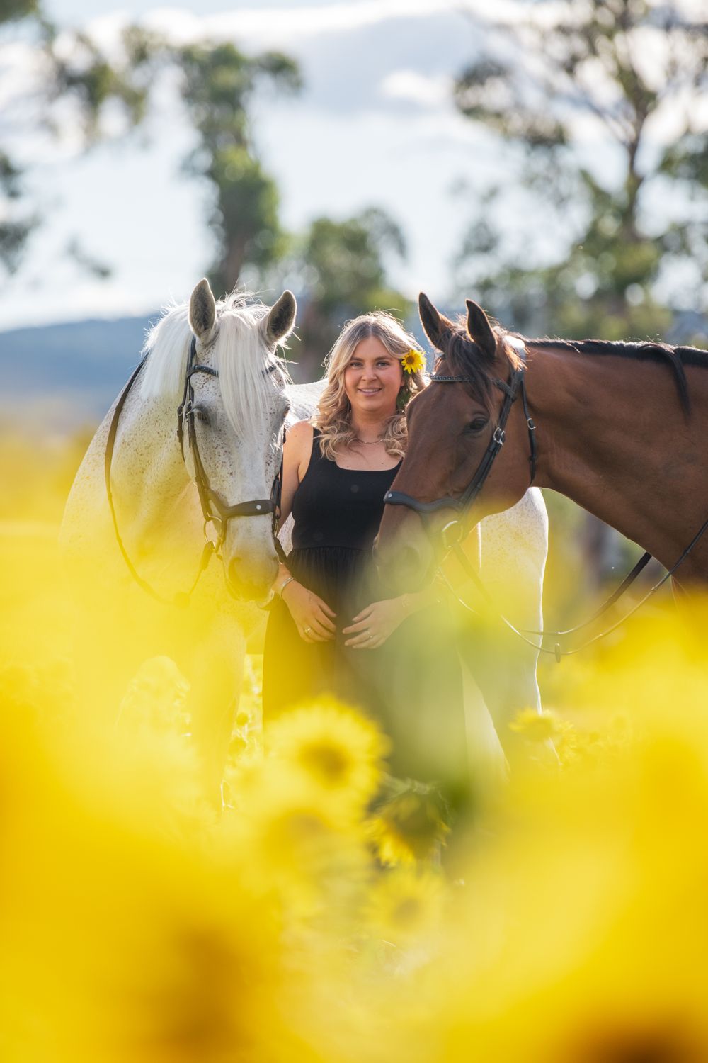 Multiple horses stand together in a field of bright yellow sunflowers during golden hour.