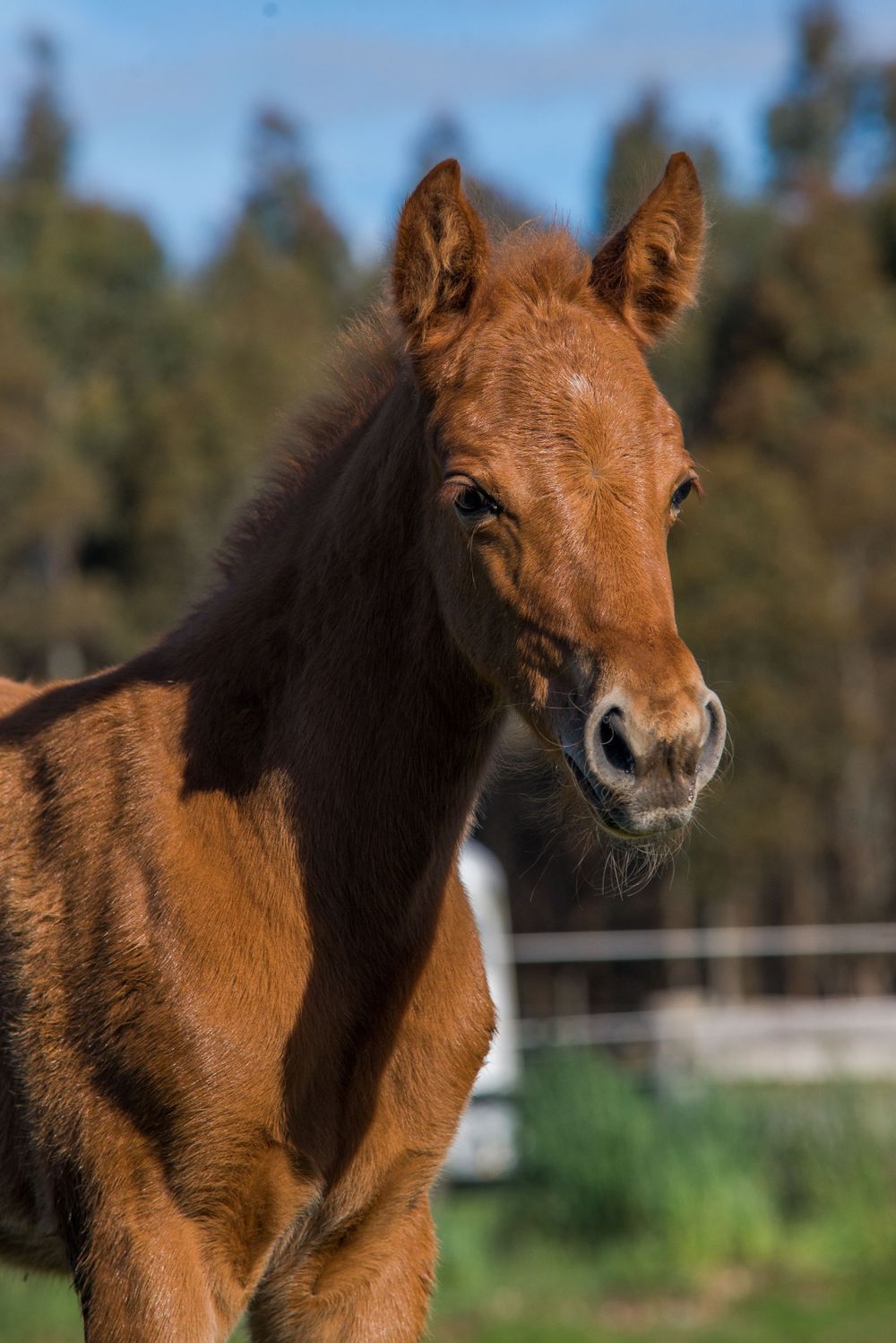 Close-up portrait of a chestnut foal with expressive eyes.