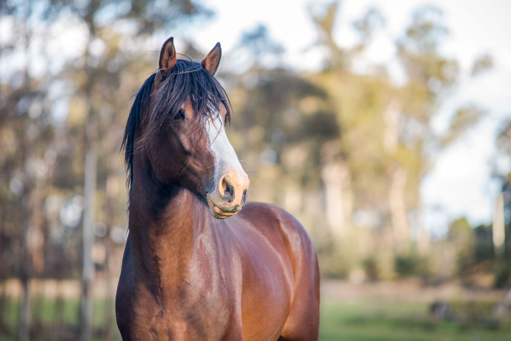 Bay horse standing alert in outdoor paddock with golden sunlight.
