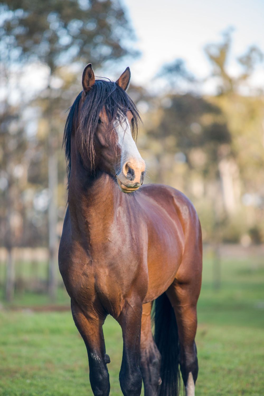 Close-up portrait of a bay horse with sunlit trees in the background.