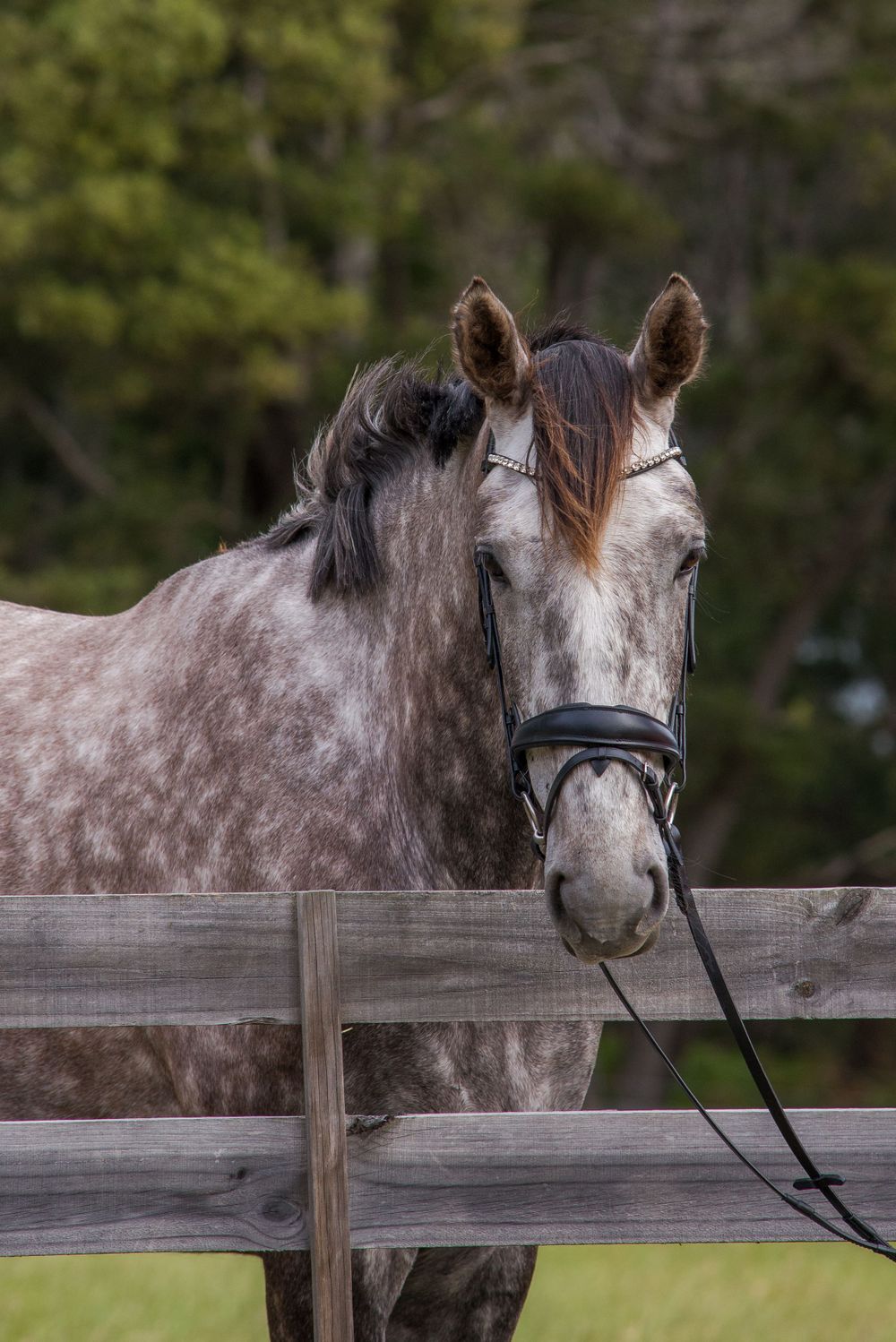 A dappled grey horse stands near a wooden fence in a rural setting.