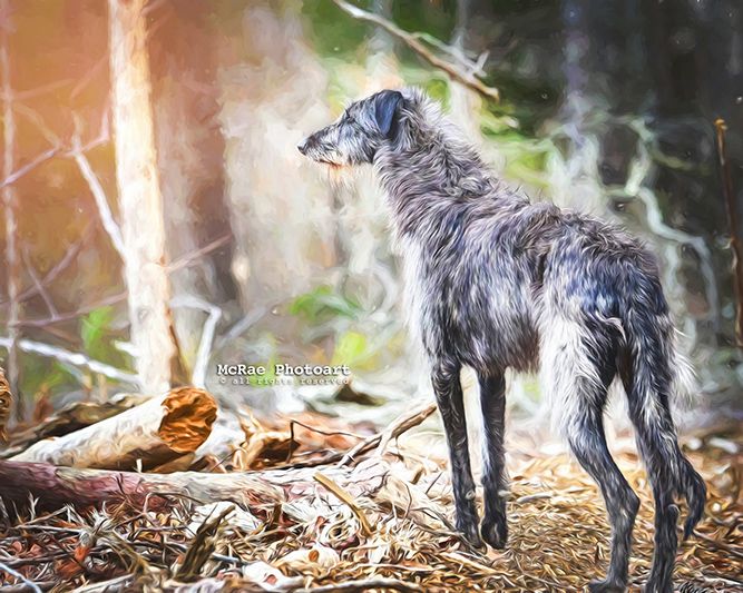Scottish Deerhound dog in woods with paint effect
