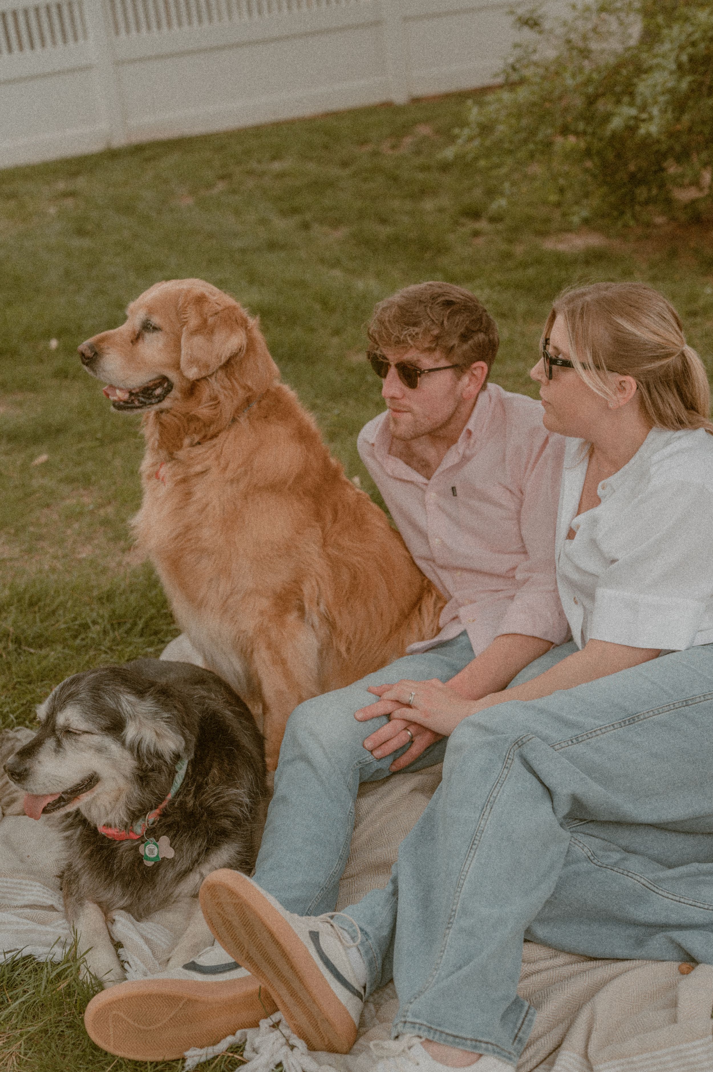 Two dogs, a golden retriever and a grey dog, sit with companions on a lawn during a warm afternoon outdoors.