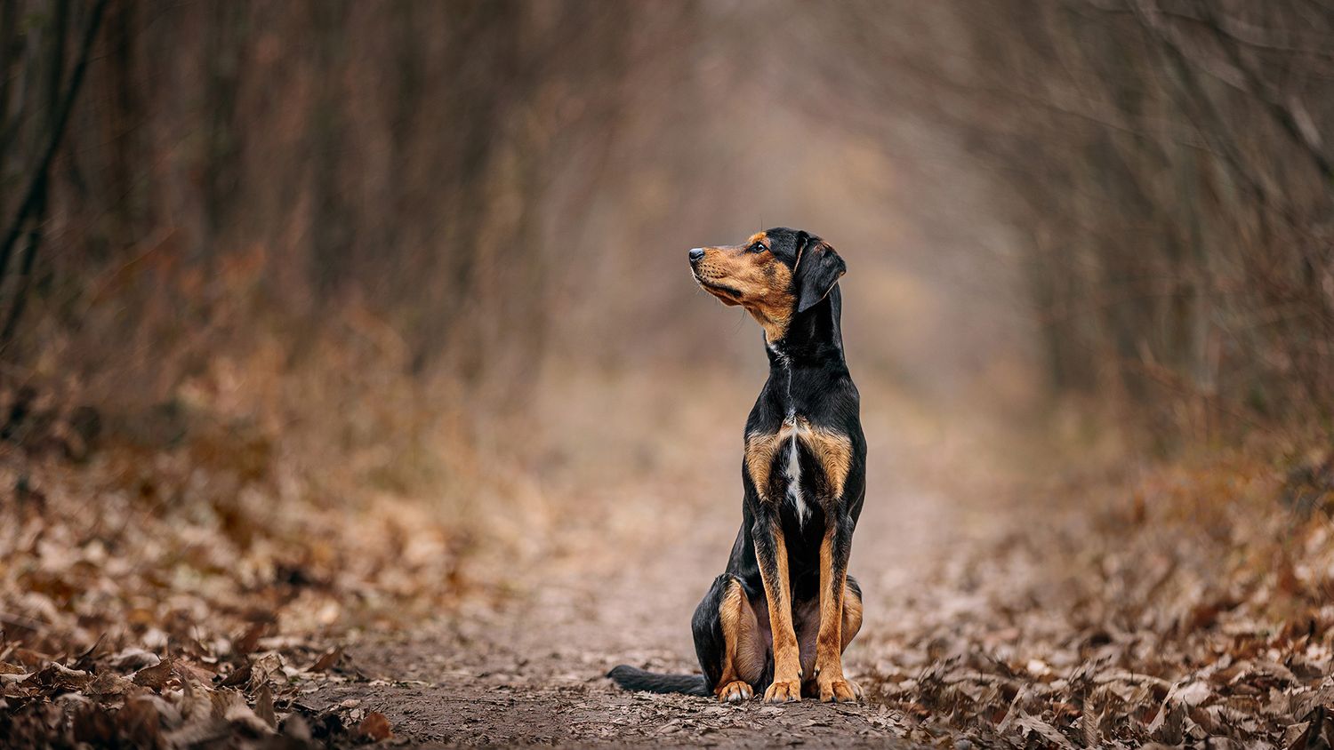 Black and tan dog standing alertly on an autumn path surrounded by fallen leaves.