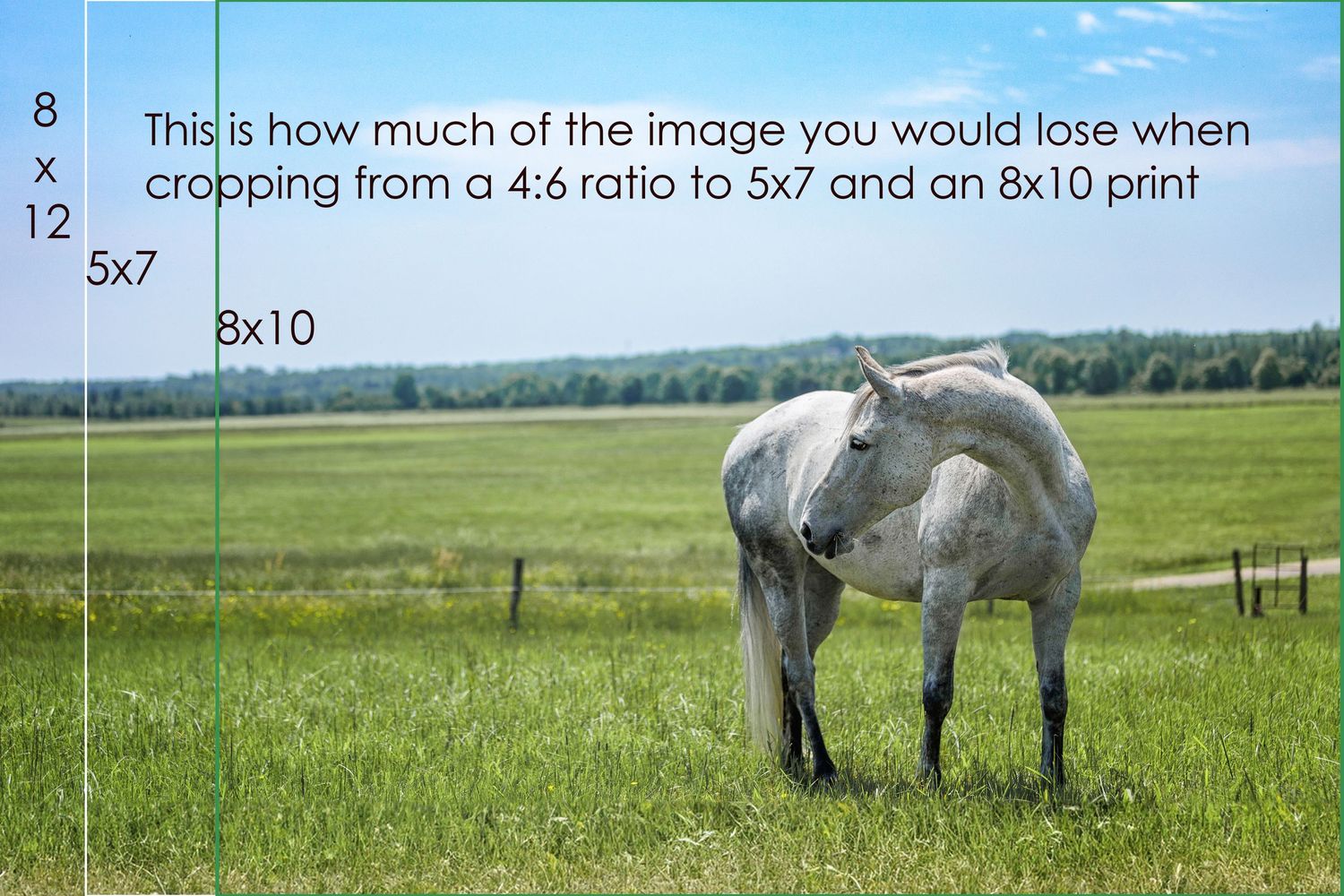 Educational diagram showing image cropping ratios using a horse photo as example.