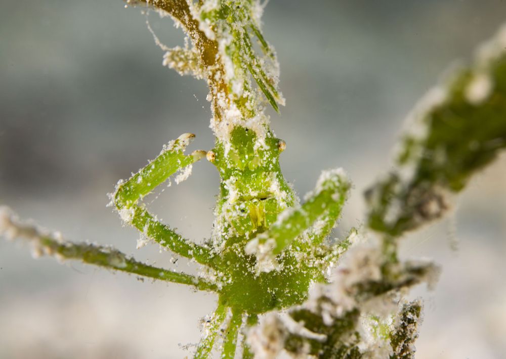 Extreme macro photograph shows crystalline trichomes on cannabis plant with frosty resin glands visible against blurred background.