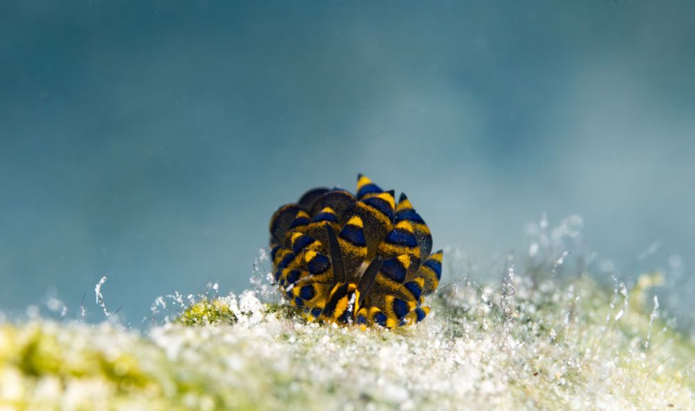 A single black and yellow pinecone sits on frosty moss against a blurred teal background.