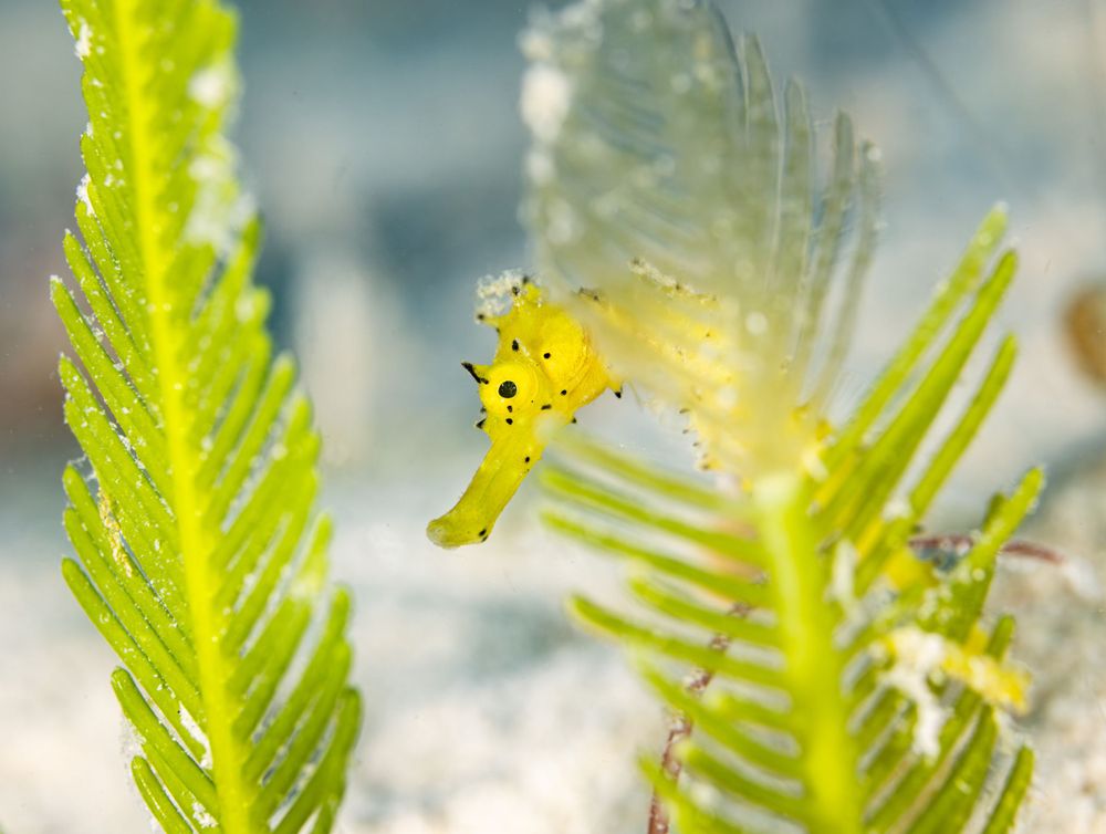 A yellow seahorse camouflaged among green seaweed fronds in an underwater macro photograph.
