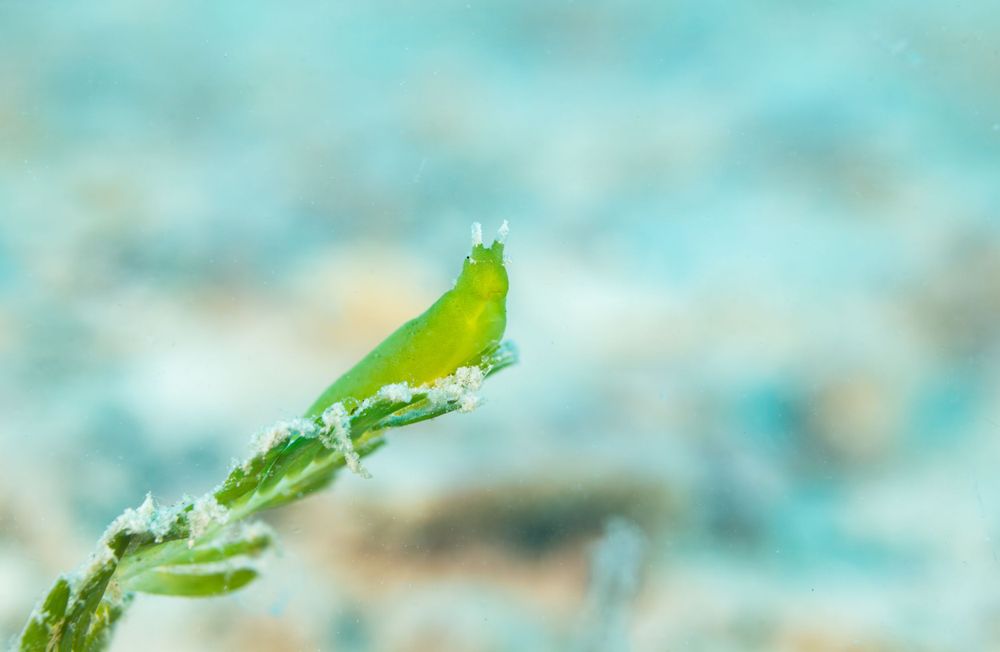 Close-up macro shot of a bright green cannabis leaf tip covered in white crystalline trichomes against turquoise background.
