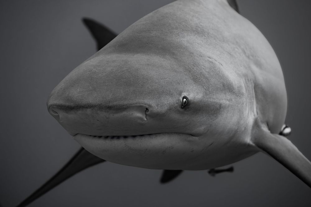 Close-up black and white portrait of a bull shark showing its distinctive blunt snout and menacing expression.