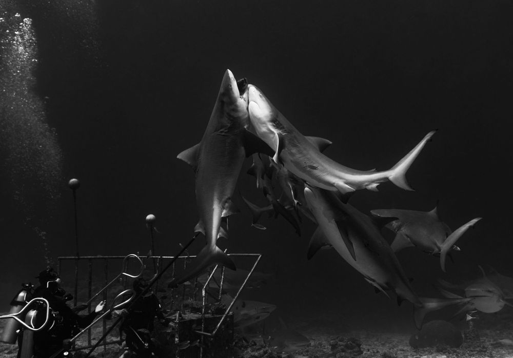 Black and white underwater photograph of sharks circling near diving equipment.