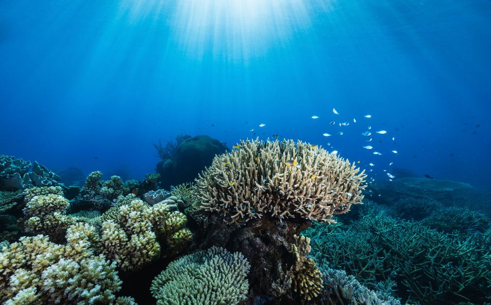 Vibrant coral reef with branching coral formations and small fish under bright sunlight in clear blue ocean waters.