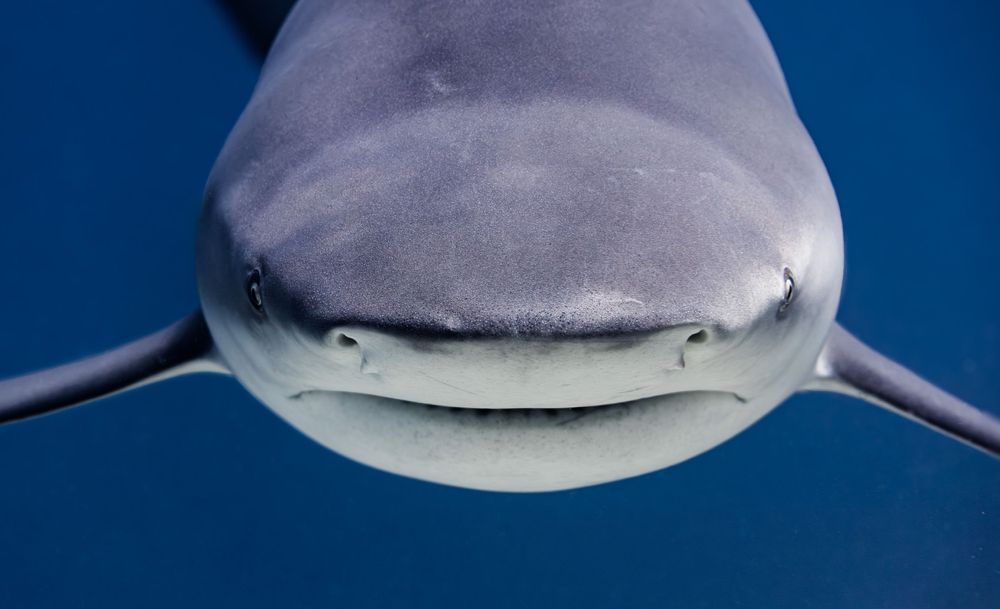 Close-up portrait of a great white shark's face showing its distinctive snout and grin against a deep blue ocean background.